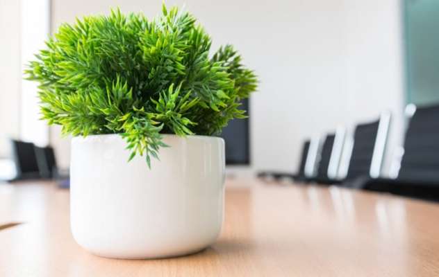 Desk Plants Can Reduce Stress At Work Study News Karnataka