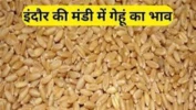 Indore Mandi Bhav: तुअर के साथ गेहूं में फिर शुरू हुआ मजबूती का दौर, अगले सप्ताह भी तेजी की उम्मीद