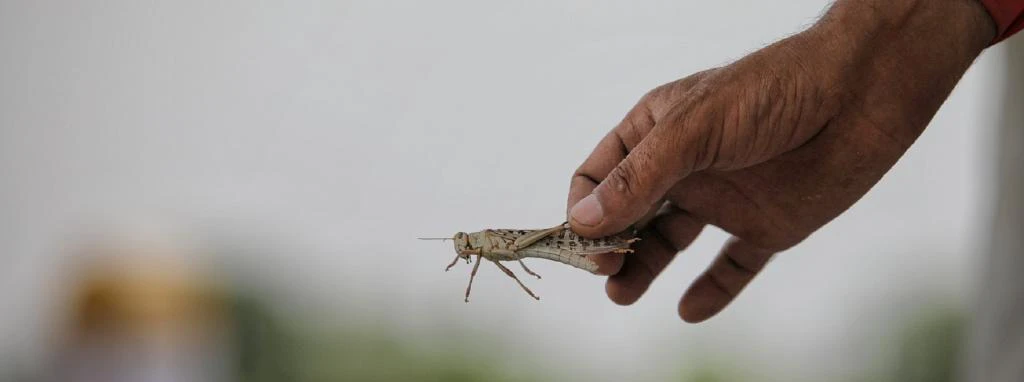 Locust plague: How India can fight this menace
