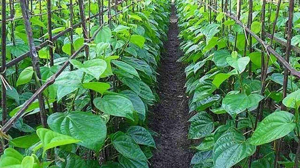 Betel Leaf Farming : सुपारी पान मळ्यांची शेती करायची कशी? जाणून घ्या कृषितज्ञांचे मत