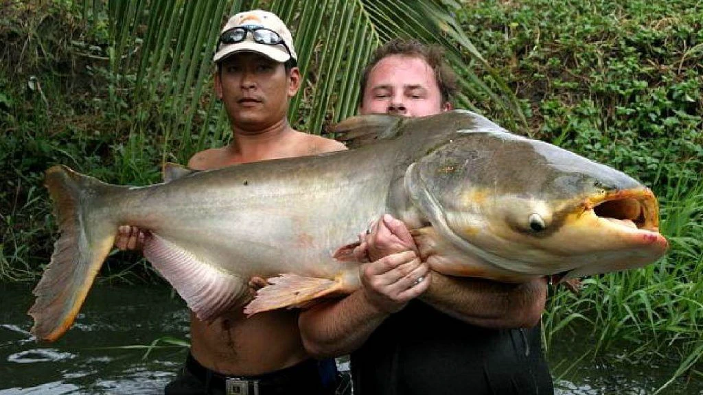 Thai CatFish Mangur: महाराष्ट्र में मिली कैंसर फैलाने वाली मछली, जानिए बैन के बावजूद भारत में क्यों पाली जा रही