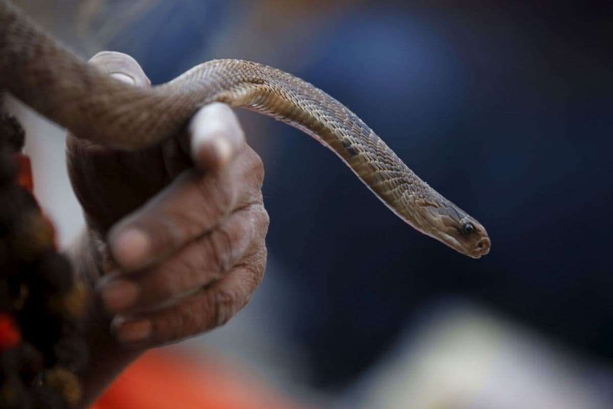 "வாய மூடிட்டிருக்கணும்னு இதனால்தான் பெரியவங்க சொன்னாங்களோ " -திறந்த வாயில் நுழைந்த பாம்பு