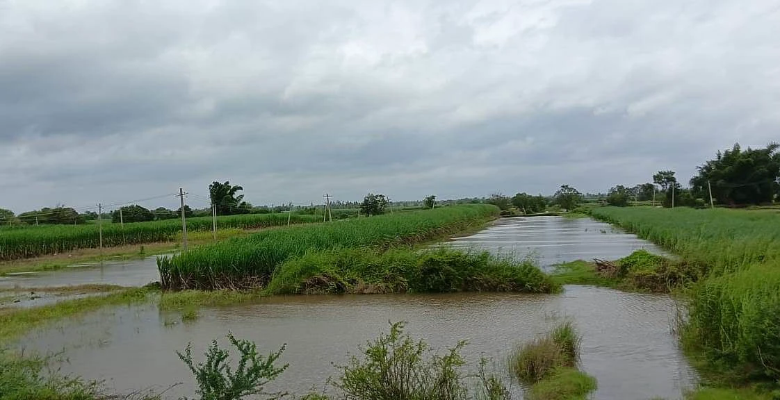 ಮೂಡಲಗಿ: ನದಿ ನೀರಿನಲ್ಲಿ ಕಬ್ಬಿನ ಬೆಳೆ