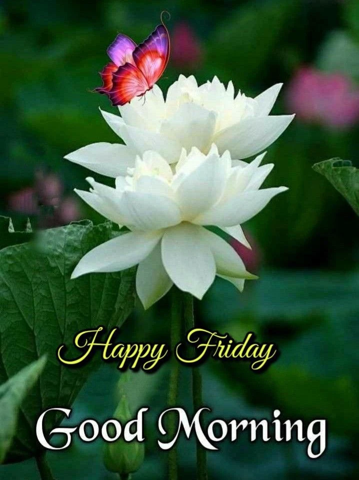 Good Morning 🌄🌄 Happy Friday 🥀💮 Daily Wishes 🏵️🌻 Daily Special 🌻💐