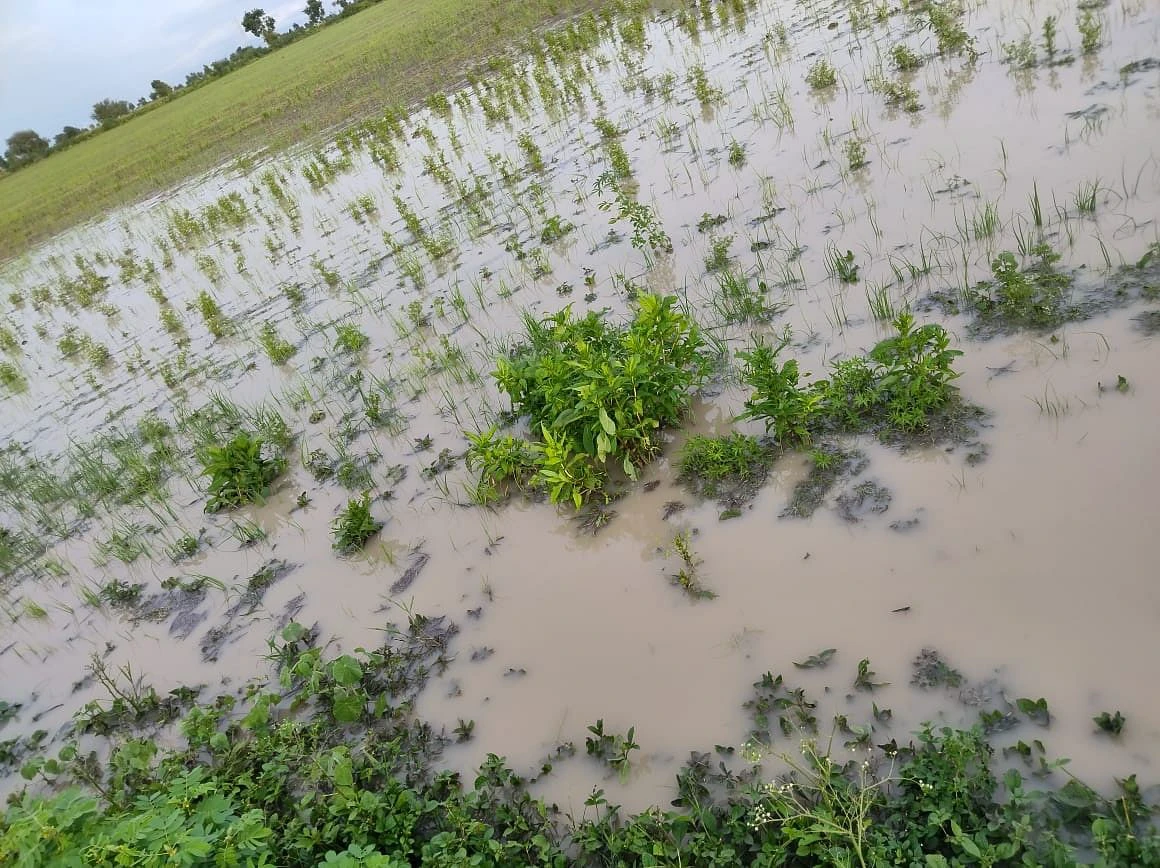 ಸತತ ಮಳೆಗೆ ಅಪಾರ ಪ್ರಮಾಣದ ಈರುಳ್ಳಿ ಬೆಳೆ ಹಾನಿ