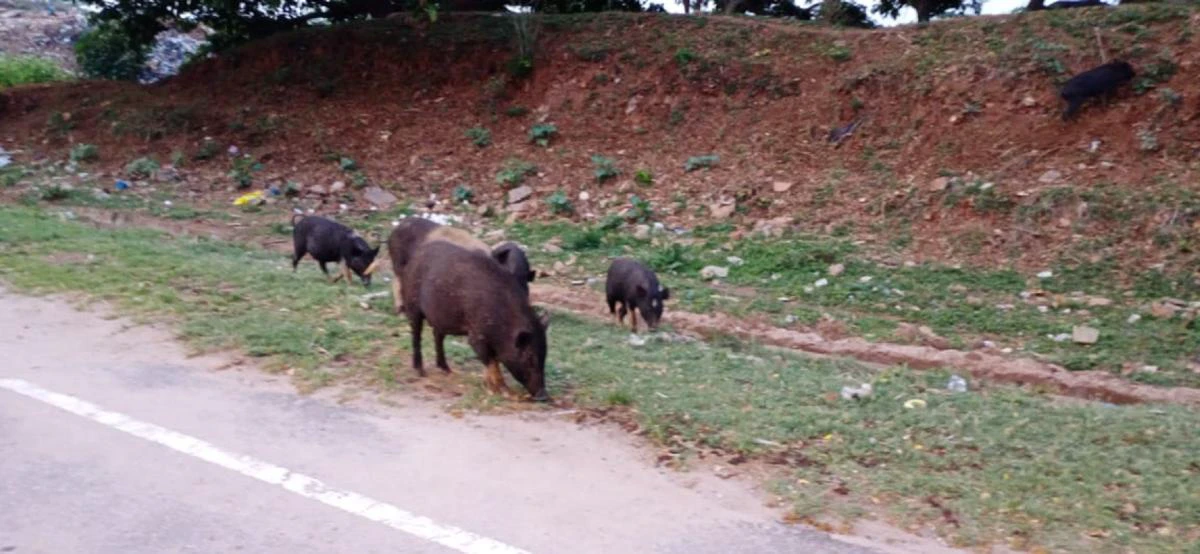 ಸಾಂಸ್ಕೃತಿಕ ನಗರಿಯಲ್ಲಿ ತಪ್ಪದ ಹಂದಿಗಳ ಕಾಟ; ಸ್ವಚ್ಛತೆಗೆ ಸವಾಲು