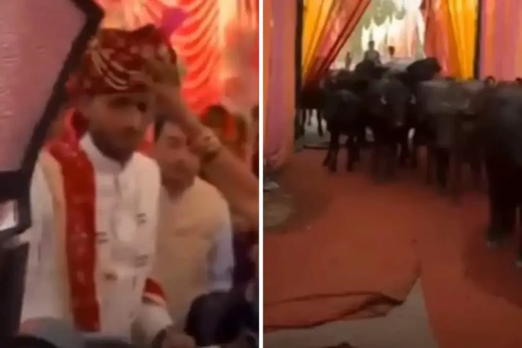 "எனக்கு இவங்க தாங்க விஐபி கெஸ்ட்". மேளமும் வேணாம், குதிரை வண்டியும் வேண்டாம். எருமை மாடுகளுடன் கெத்தாக திருமண மண்டபத்திற்கு வந்த மாப்பிள்ளை. வேற லெவல் சம்பவம். வைரல் வீடியோ..!