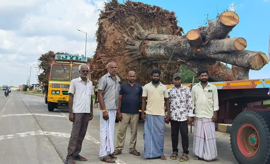 விறகுக்கு இரையாக இருந்த ஆல மரங்கள்; 200 கிமீ லாரிகளில் எடுத்து வந்து உயிர் கொடுத்த நல்லுள்ளங்கள்!