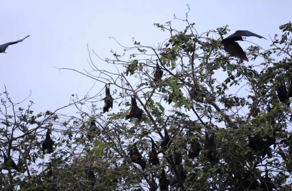 The Bats That Conservation Forgot: A Field Account from Jharkhand