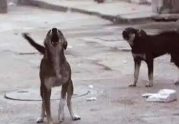 Chaos in Kalyan: Rabid Stray Dog Launches Attack on 130 People | Dailyhunt