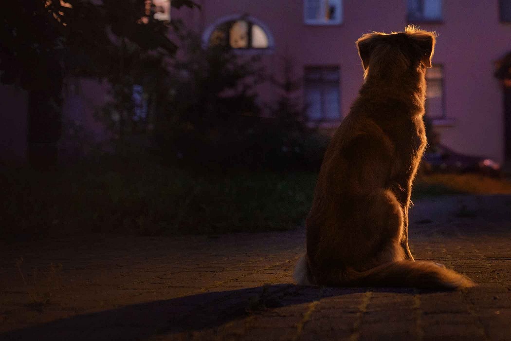 what does it mean when a dog howls at night