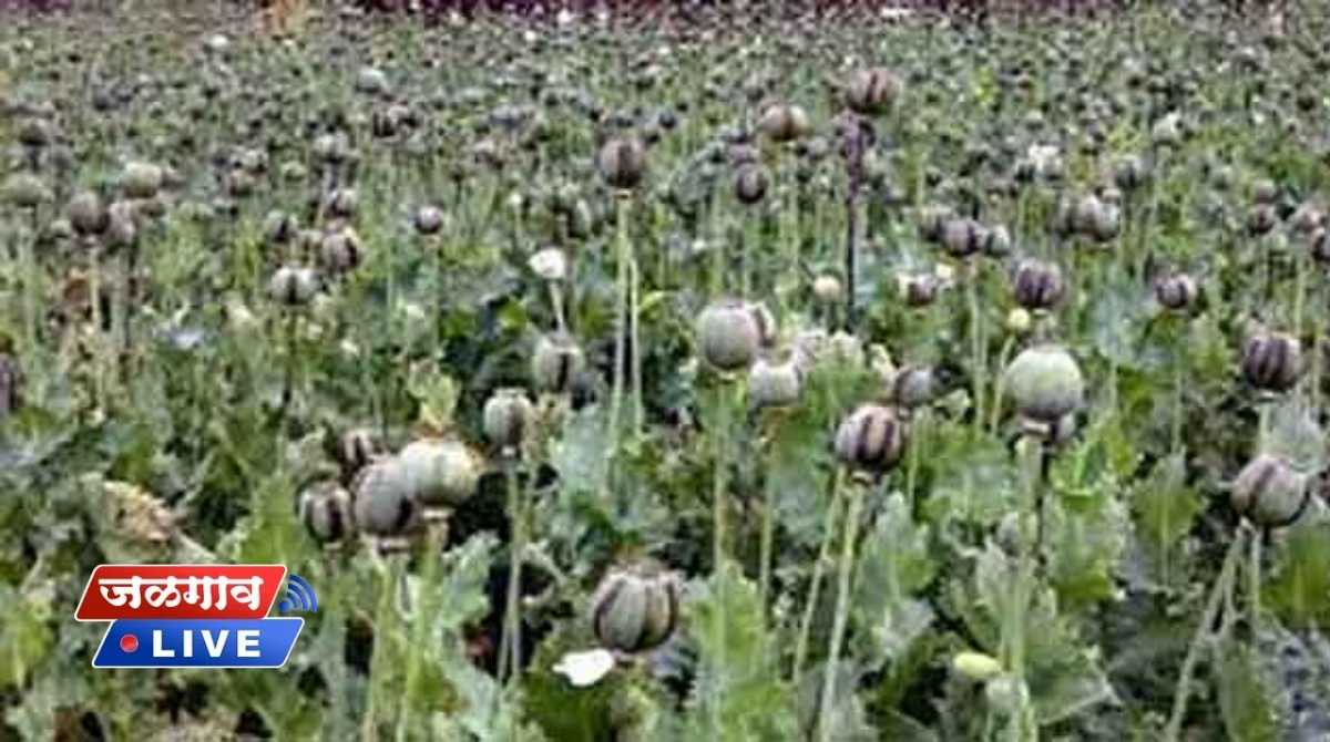 Мак Как Отличить От Декоративного Опиумный - 64 фото