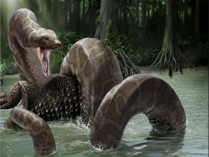 titanoboa sightings