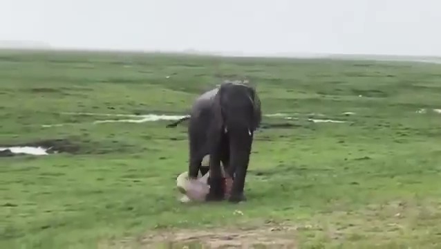 👌 വൈറൽ വീഡിയോസ് - ShareChat