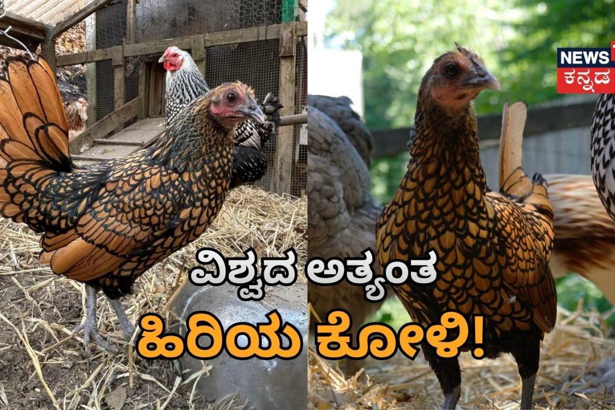 ಶಿಕ್ಷಣವೇ ಬೆಳಕು, ಶ್ರೀ ಮಂಜುನಾಥ ನವೋದಯ ತರಬೇತಿ ಕೇಂದ್ರ, ಸಿದ್ದೇಶ್ವರ ಕಾಲೇಜು, ಅರಸೀಕೆರೆ. 🌄📖🏠 - ShareChat