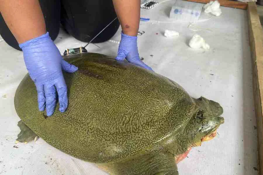 Satellite-tagged softshell turtle released in Kaziranga, first such ...