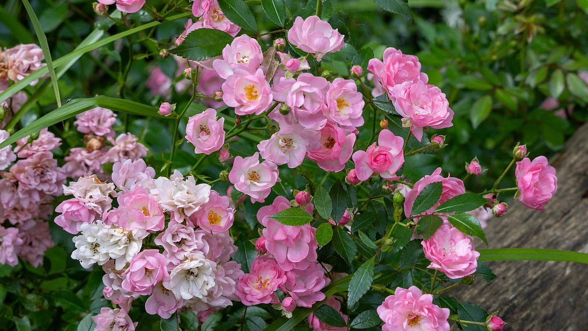 Mark milestones, not resolutions: How gardening teaches care and