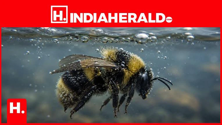 Scientists Just Discovered Bumble Bee Queens Can Survive Underwater for ...