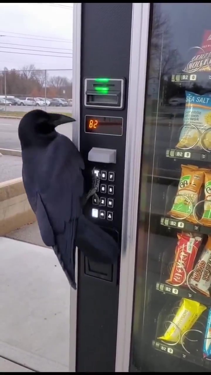 funny videos - ShareChat