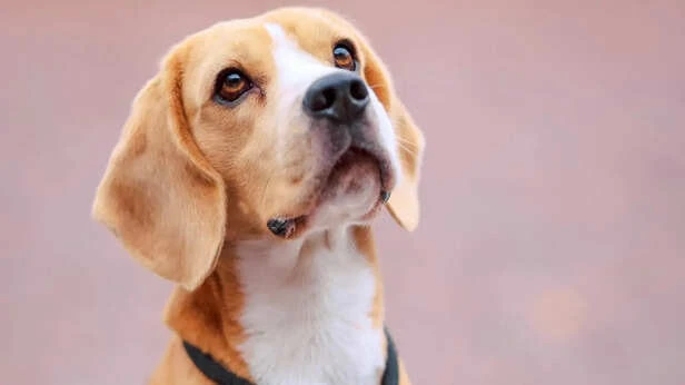 The Hidden Signals Dogs Use Before Danger Appears Explained | Dailyhunt