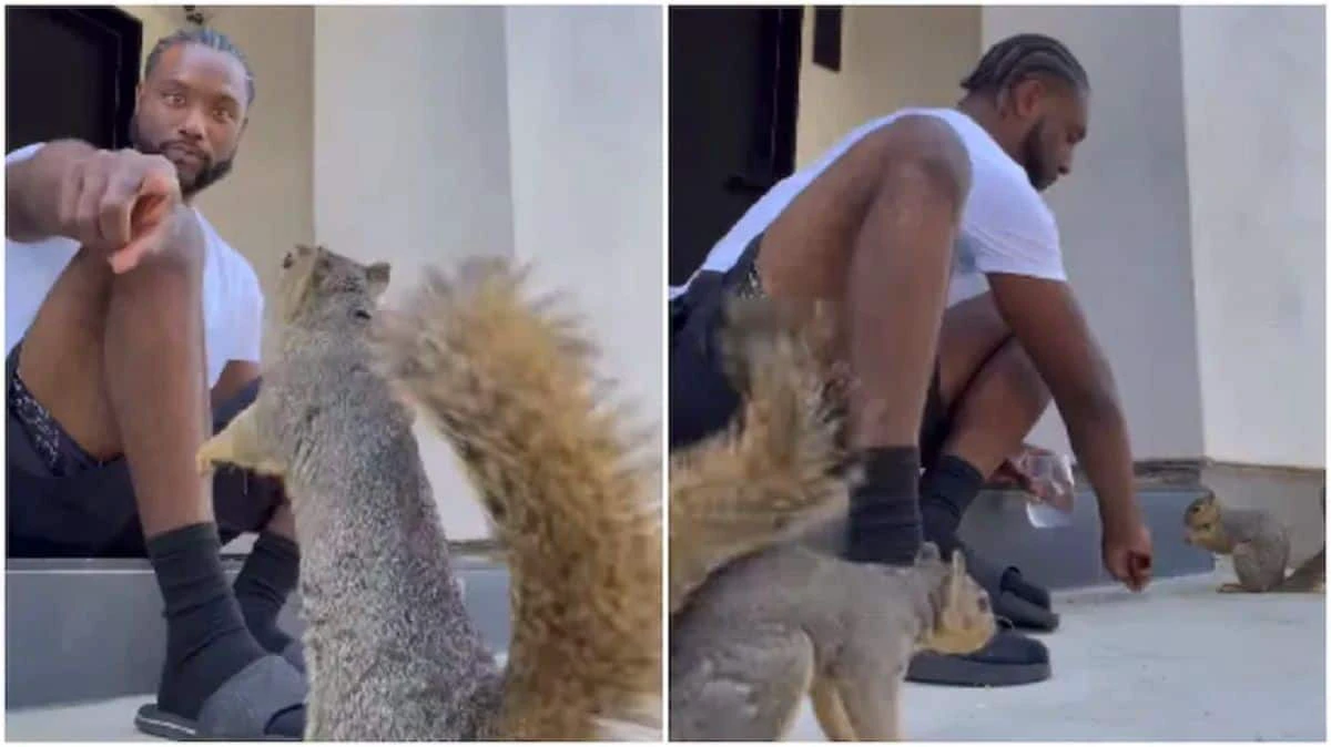 Viral Video: Man Feeds 2 Squirrels, Talks to Them Like a Dad. Clip is Too Cute to Miss