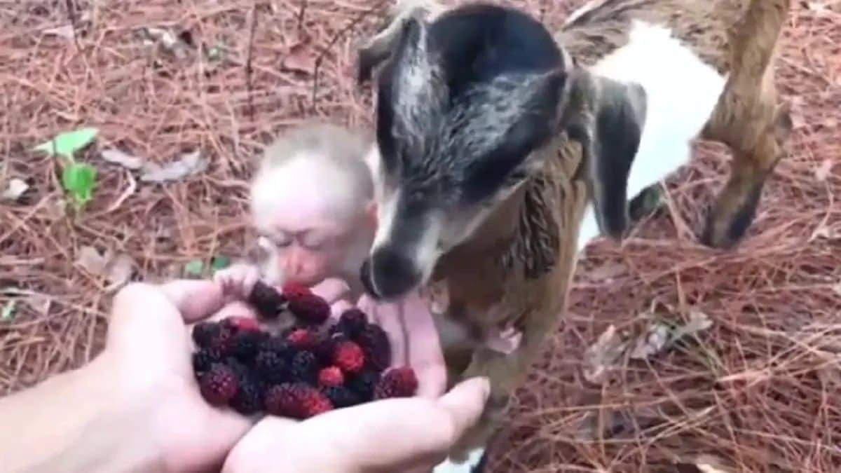 Viral Video: Man Holds Out Berries, Goat Comes Running From Forest With Baby Monkey. Watch