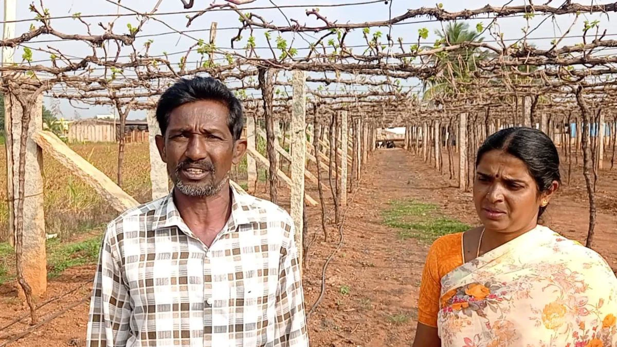 ದುಷ್ಕರ್ಮಿಗಳಿಂದ ದ್ರಾಕ್ಷಿ ತೋಟ ನಾಶ