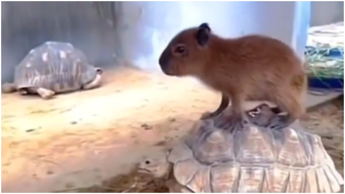 Tortoise gives a ride to baby capybara. Viral video is the cutest thing on the Internet today