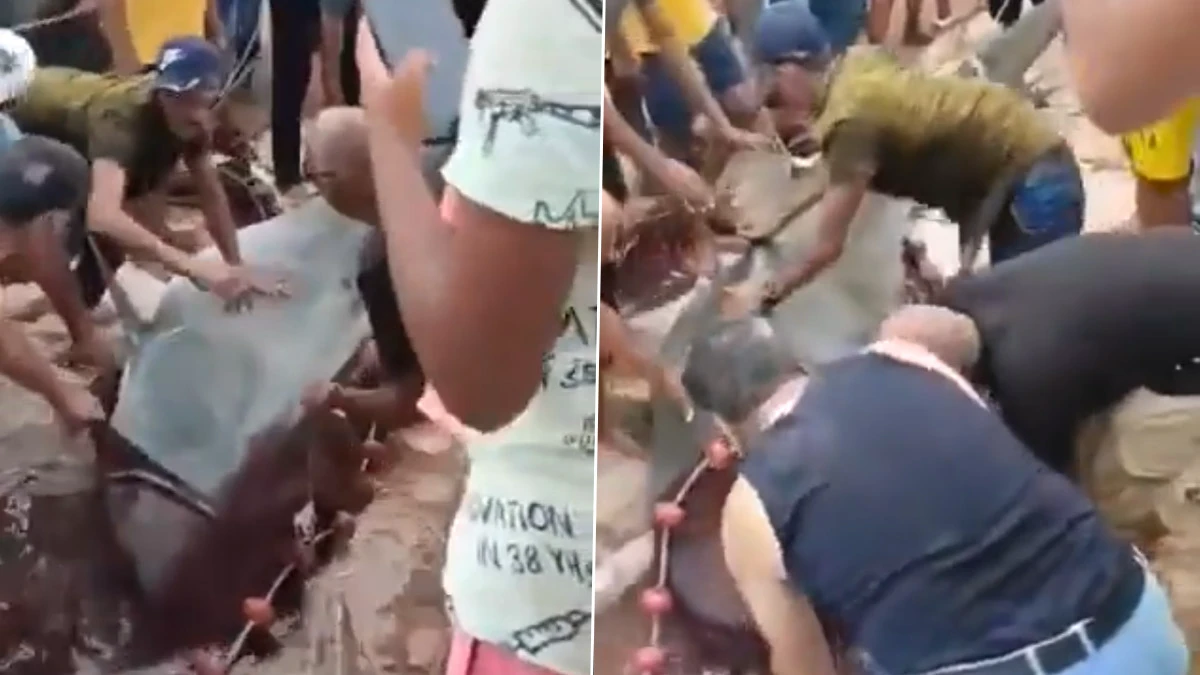 Shark Attack in Egypt: Locals Catch Tiger Shark That Mauled Russian Man to Death in Red Sea, Video Surfaces