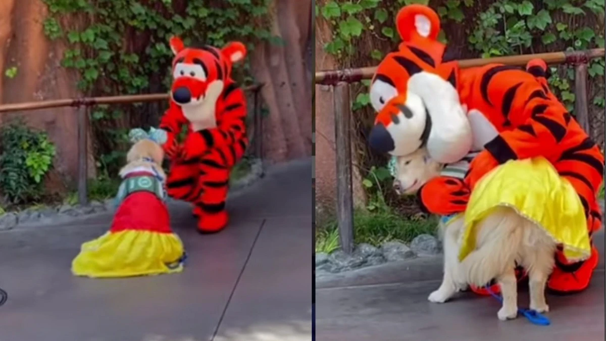 Service dog patiently waits at Disneyland to meet her hero Tigger. Viral video has over 13 million views
