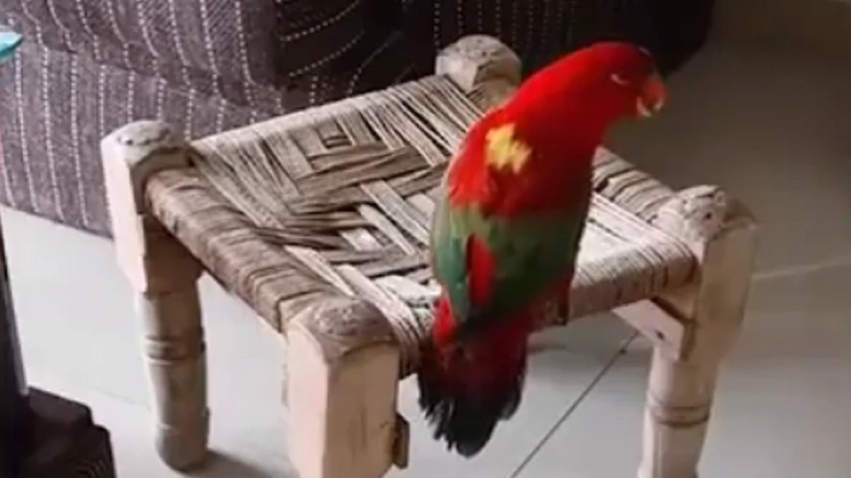 Parrot's adorable conversation with his 'maa' is the best thing on the Internet today. Watch video