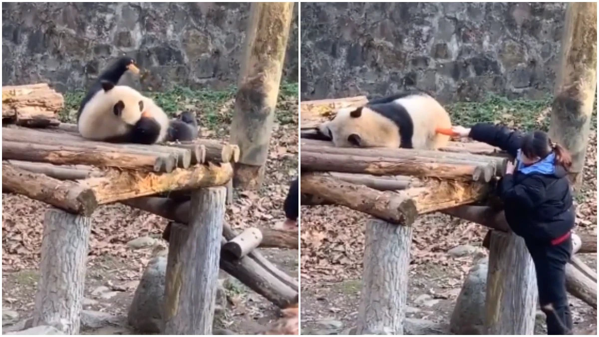 Panda woken up from its deep sleep by zookeeper for food. Adorable video goes viral