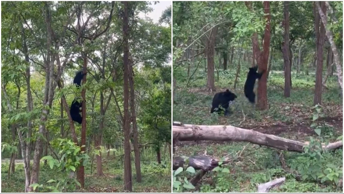 IFS officer's video contradicts myth that bears can't climb trees