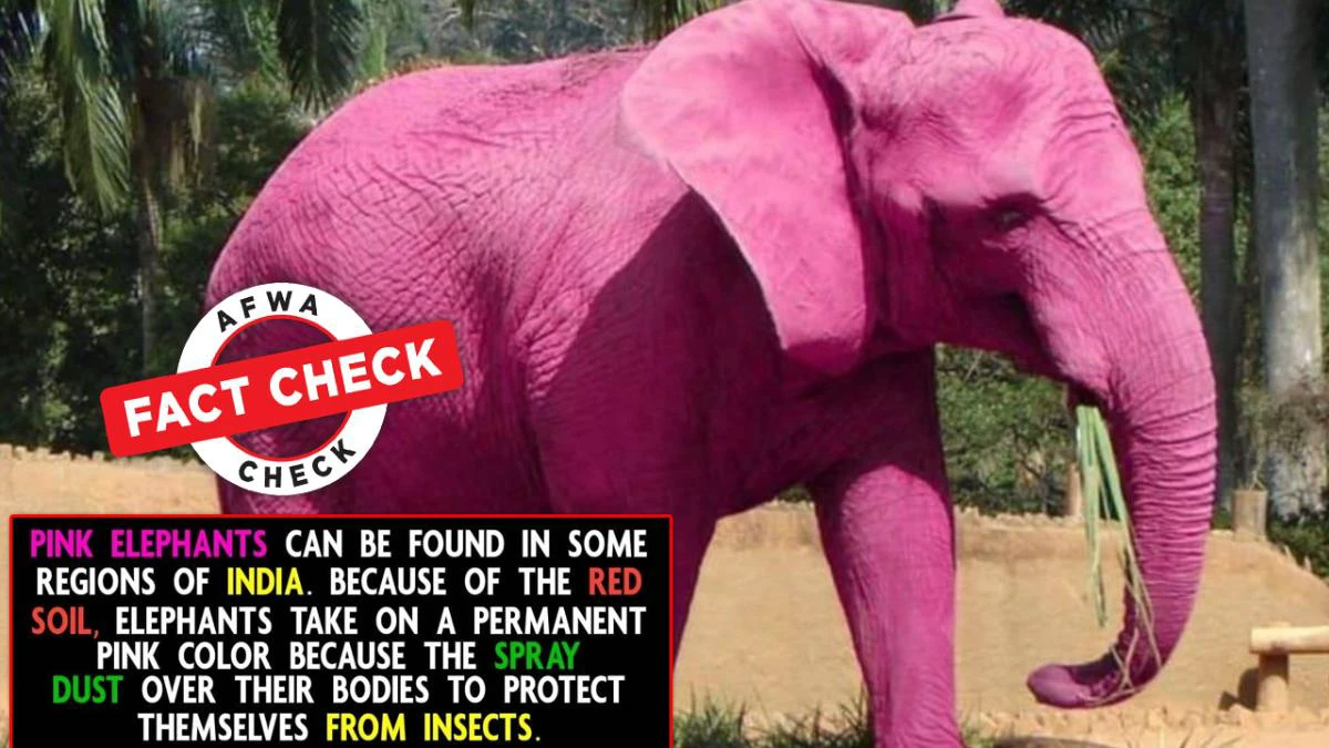 Fact Check: Seeing pink elephants? This bright pink creature was Photoshopped