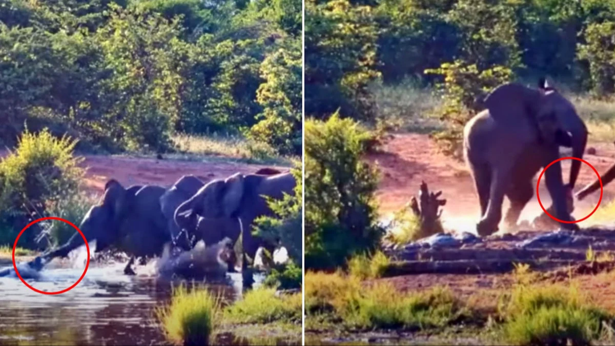 Elephant fights for life as crocodile bites its trunk in deadly attack. Video