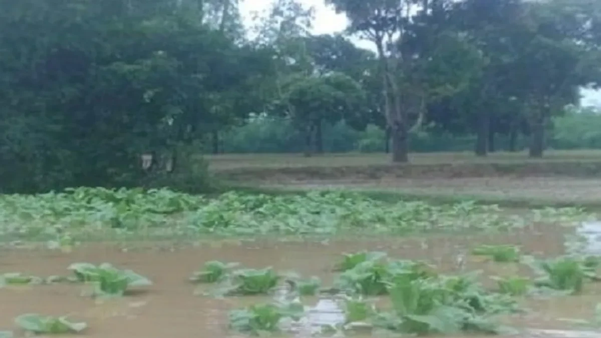 Mysuru Rain: ಮೈಸೂರಿನಲ್ಲಿ ತಂಬಾಕು ಬೆಳೆಗಾರರಿಗೆ ಸಂಕಷ್ಟ ತಂದ ಮಳೆ; ರೈತರ ಗತಿಯೇನು..?