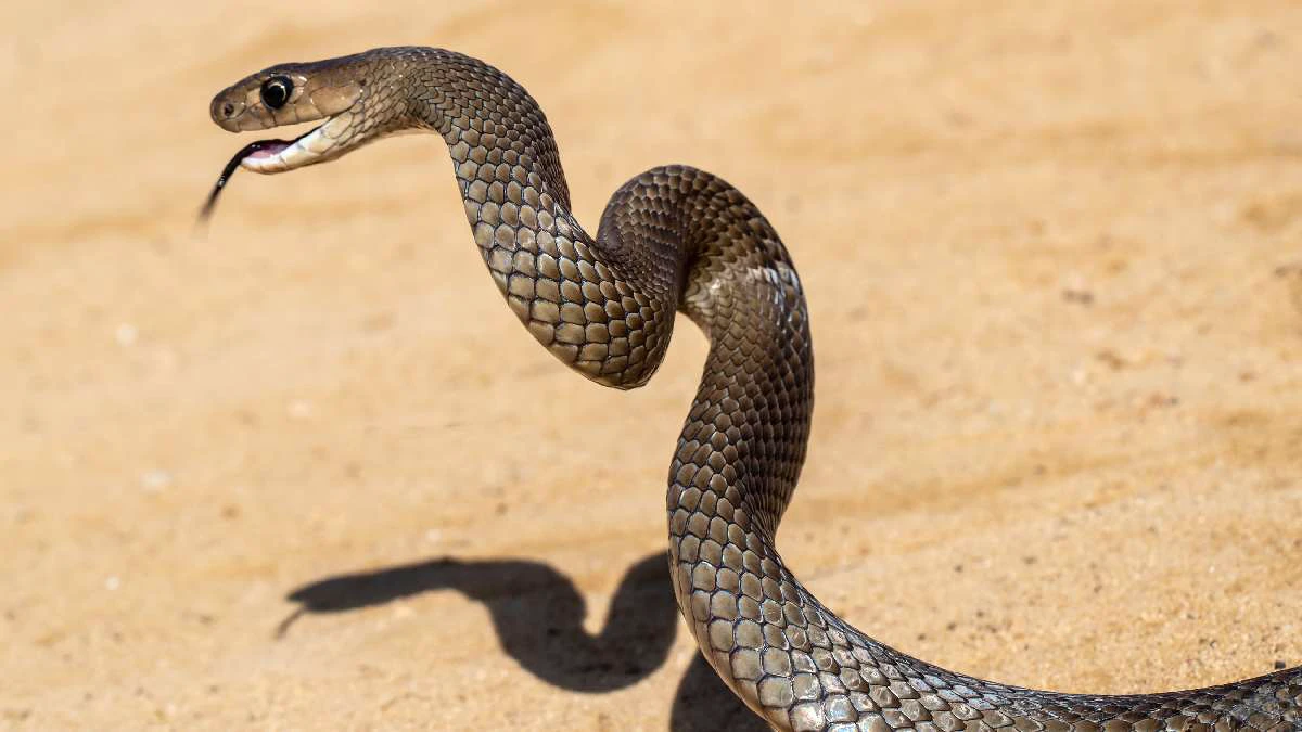 सांप के पीछा करने पर कैसे बचें, जानें बचने की रणनीति सांप के पीछा करने पर कैसे बचें, जानें बचने की रणनीति