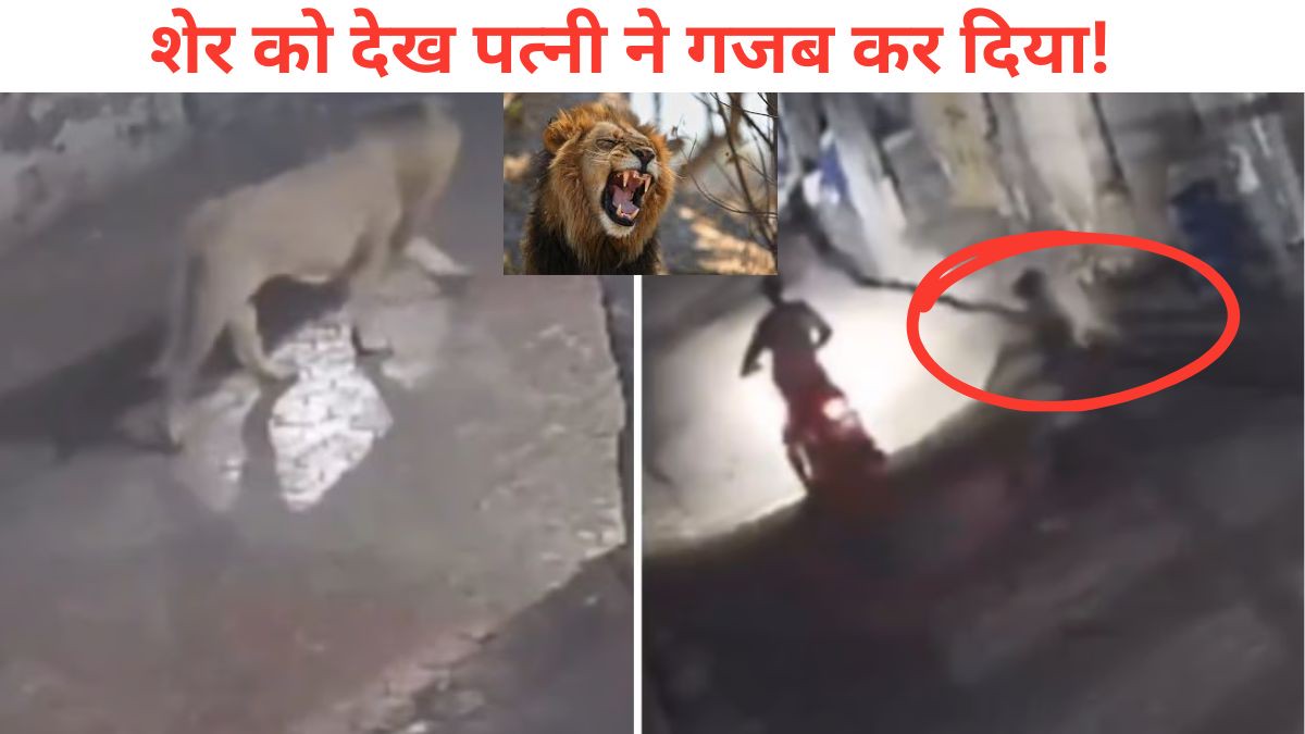 बाइक पर जा रहे थे पति-पत्नी, अचानक शेर ने रोक लिया रास्ता, हसबैंड को वहीं छोड़ बीवी ने किया 'गजब' का काम, हो गया Viral