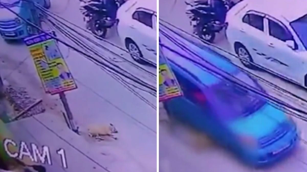 Shocking Video Shows Man Deliberately Crushing Stray Dog Under His Car In Ghaziabad