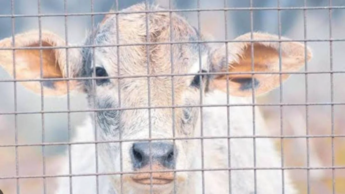 गाँव में दिल दहला देने वाली घटना, गाय के हमले में व्यक्ति की मौत गाँव में दिल दहला देने वाली घटना, गाय के हमले में व्यक्ति की मौत