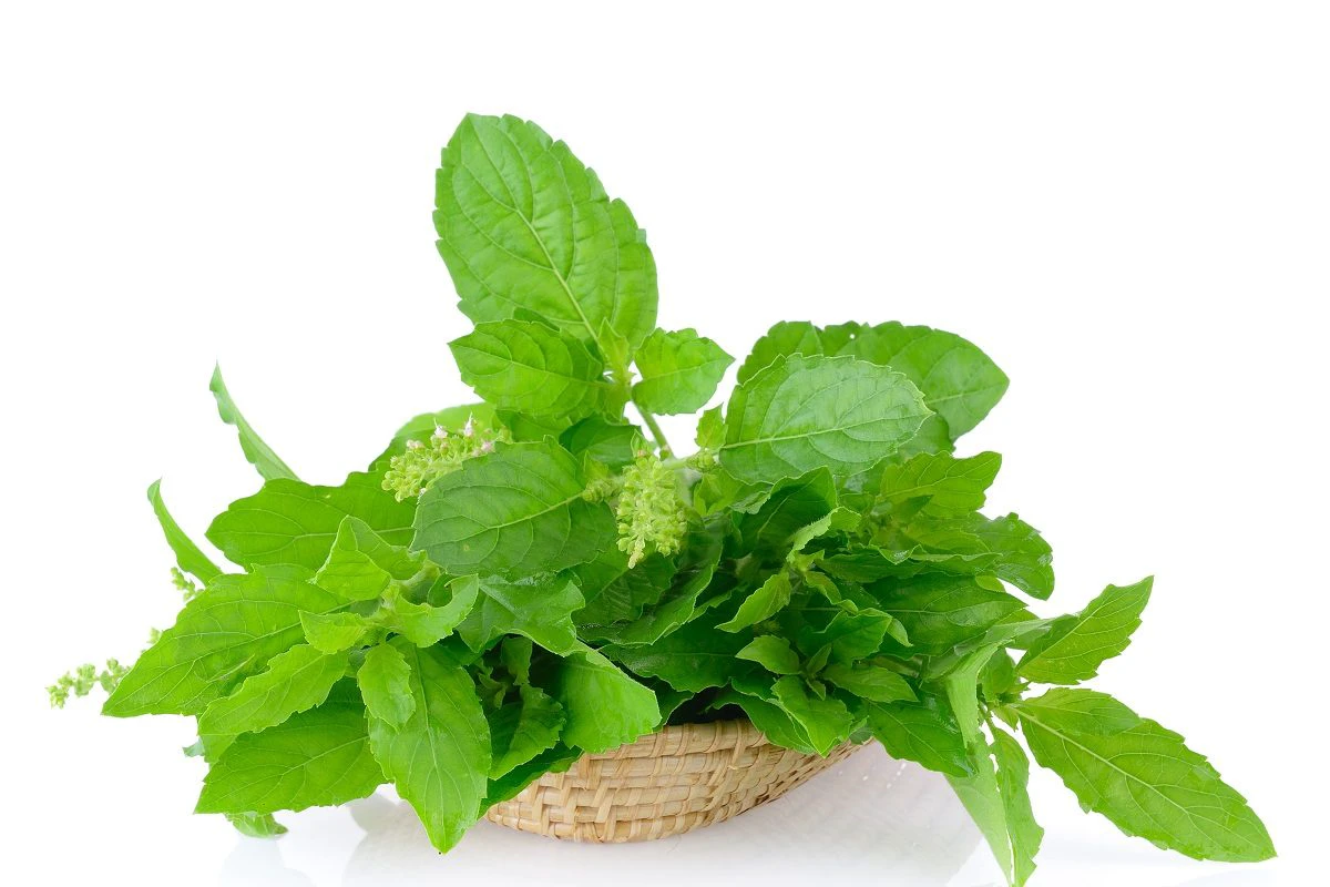 Tulsi Tulsi