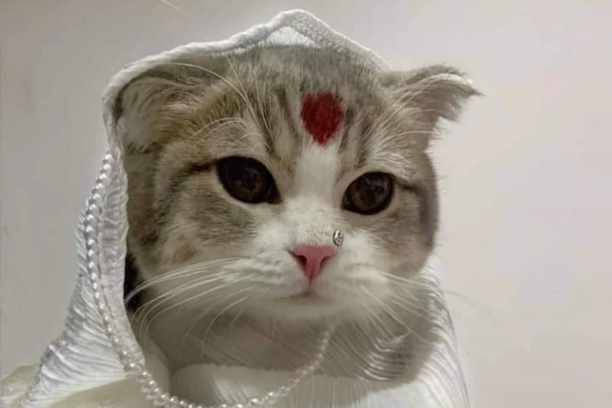 Gangubai Kathiawadi, but Cat: Fans Await Alia Bhatt's Reaction to Adorable 'Cathiawadi'