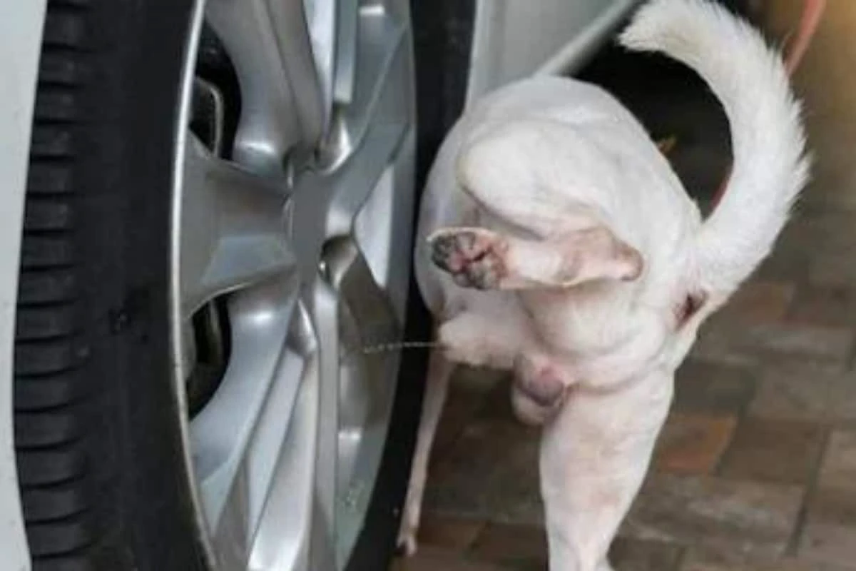 Why Dogs Always Pee On Poles Or Car Tyres