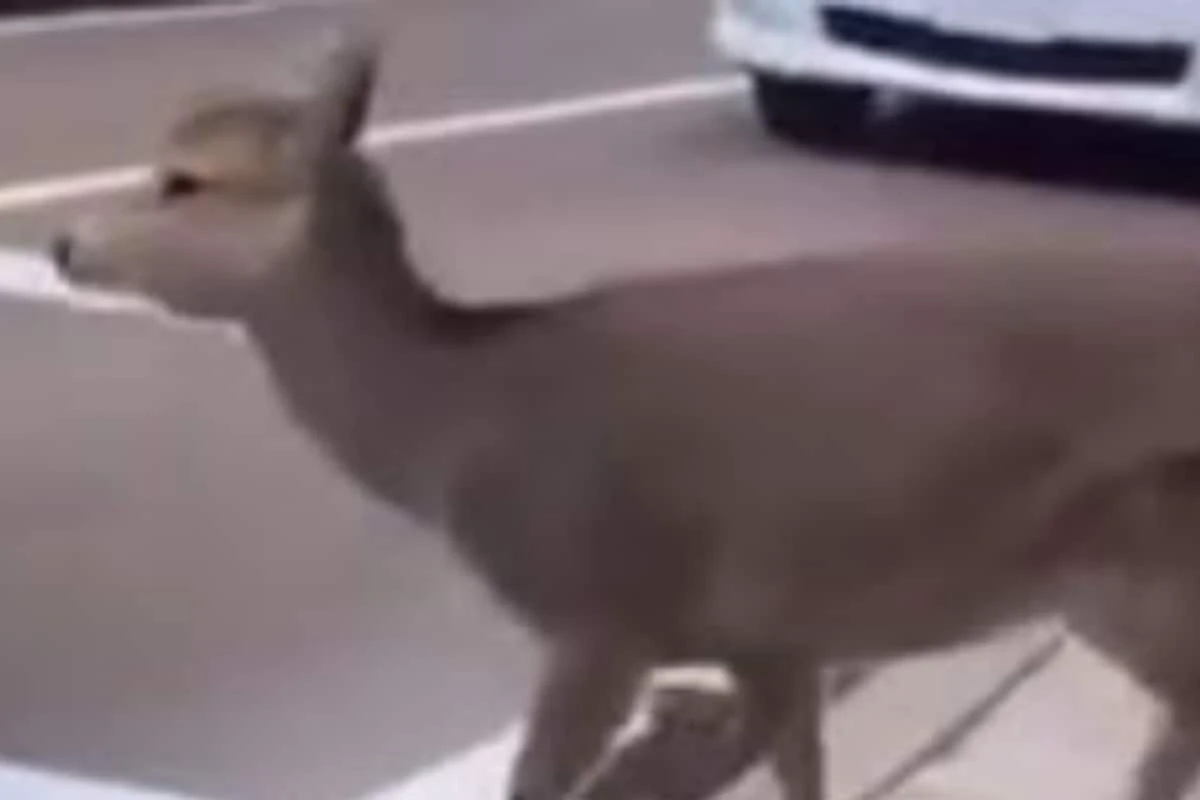 UP Police Shares Video of 'Law-abiding' Deer to Raise Awareness on Road Safety