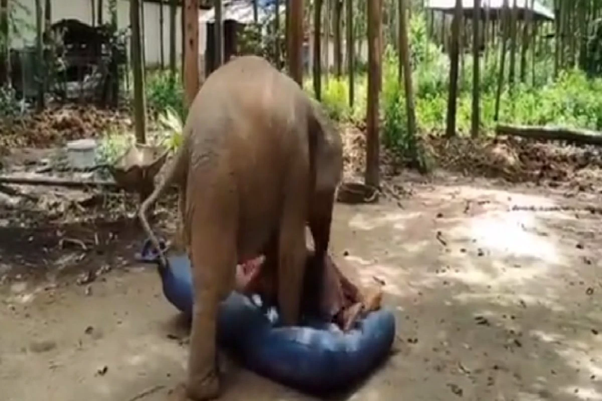 elephant elephant