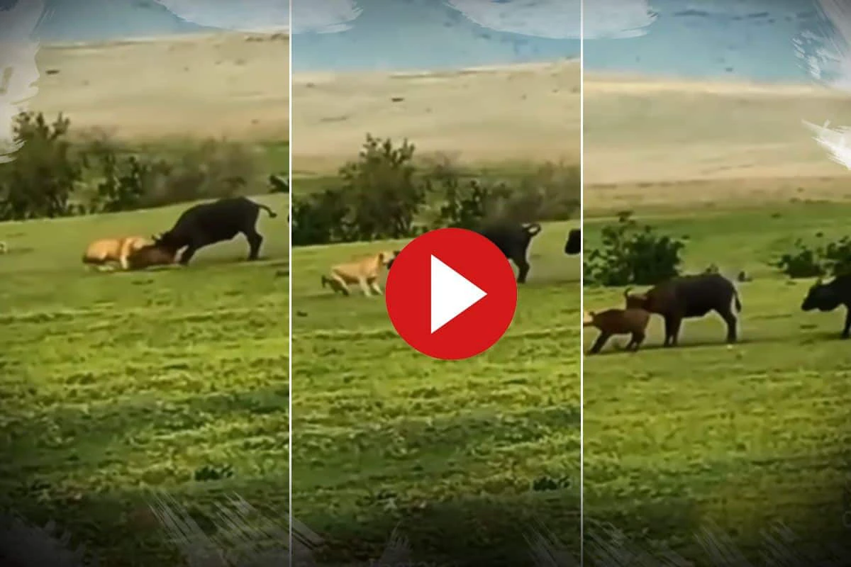 Viral Video: Buffalo Herd Fights With Lioness To Get Their Calf Back. Watch