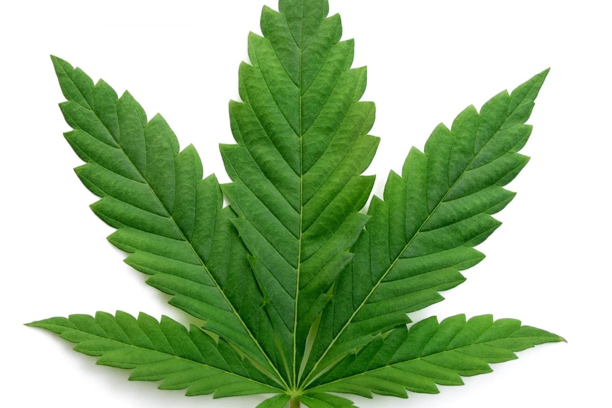 Cannabis Might Prevent Covid-19, but There is No Conclusive Proof Yet