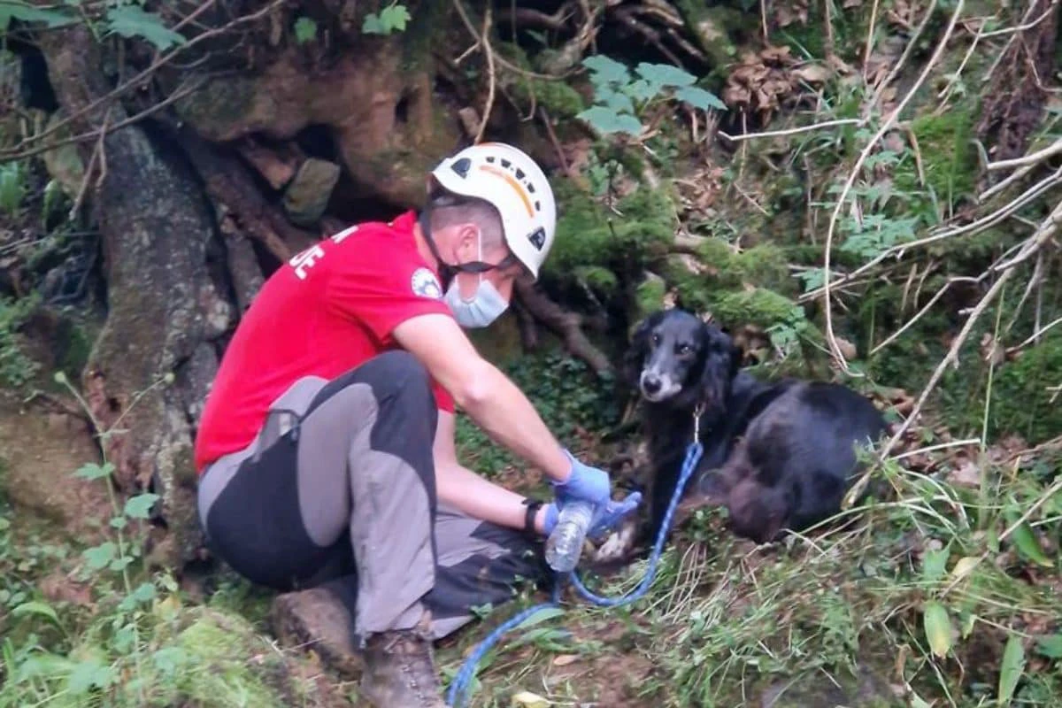 दो सौ फीट की ऊंचाई से नीचे गिरा शख्स, 36 घंटे वफादार कुत्ते ने की घायल मालिक की रखवाली