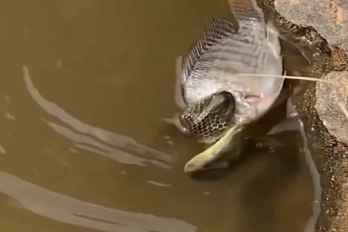 Viral Video: Surprising! Rare Fish and Snake Fight Caught on Camera, Watch to Know Who Wins the Battle