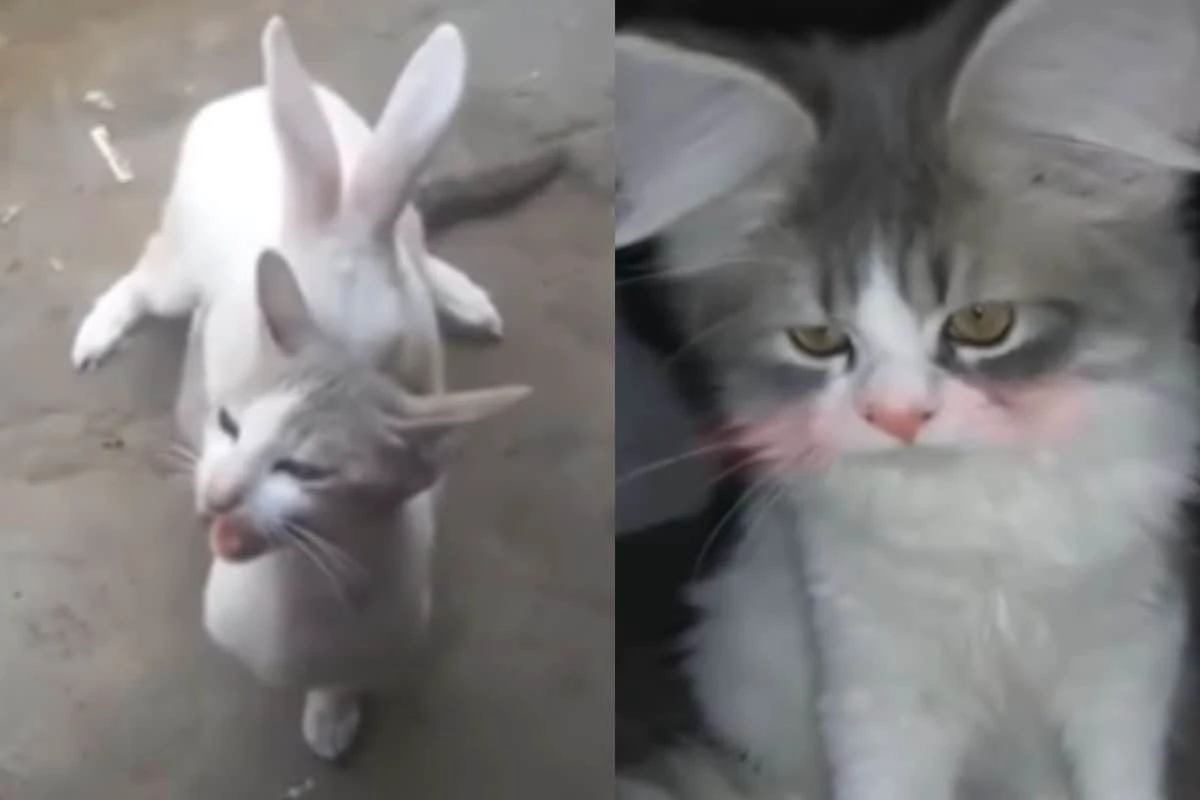 Cat-Rabbit Romance: खरगोश ने किया बिल्ली को प्रेग्नेंट! दो महीने बाद पैदा हुआ ऐसा बच्चा, लोगों ने खोल दी पोल
